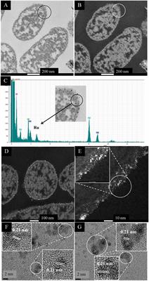 Synthesis of Pd/Ru Bimetallic Nanoparticles by Escherichia coli and Potential as a Catalyst for Upgrading 5-Hydroxymethyl Furfural Into Liquid Fuel Precursors